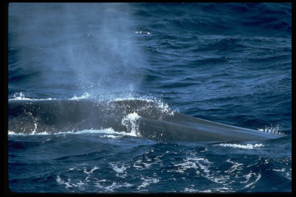 314042 Blue Whale A4 Photo Print