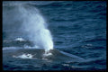 314043 Blue Whale A4 Photo Print