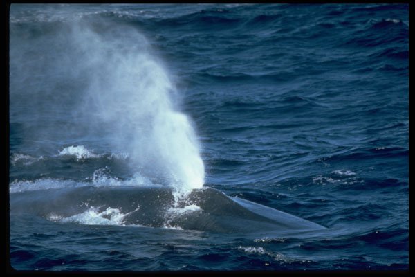 314043 Blue Whale A4 Photo Print