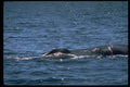 314044 Fin Whale A4 Photo Print