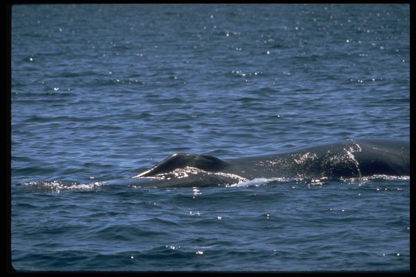 314044 Fin Whale A4 Photo Print