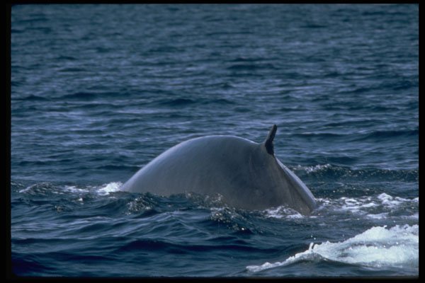 314045 Fin Whale A4 Photo Print