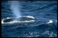 314046 Blue Whale A4 Photo Print
