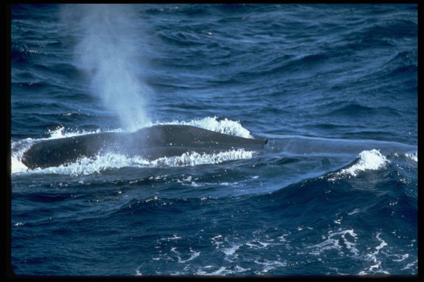 314046 Blue Whale A4 Photo Print