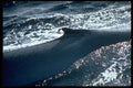 314047 Blue Whale, Dorsal Fin A4 Photo Print