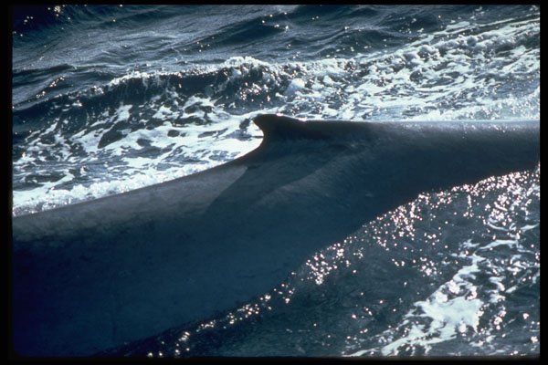 314047 Blue Whale, Dorsal Fin A4 Photo Print