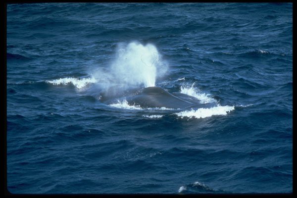 314048 Blue Whale A4 Photo Print