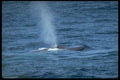 314049 Blue Whale A4 Photo Print