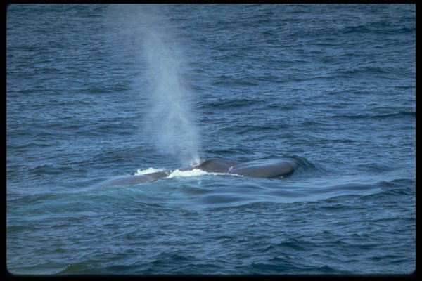 314049 Blue Whale A4 Photo Print