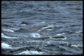 314050 Sperm Whale A4 Photo Print