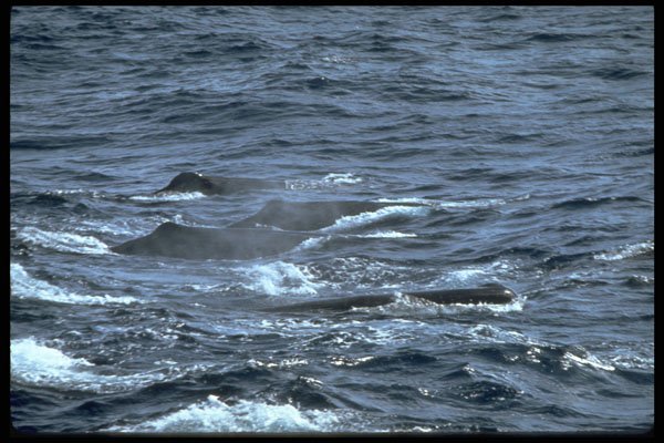 314050 Sperm Whale A4 Photo Print
