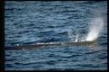 314051 Sperm Whale A4 Photo Print