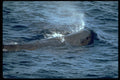 314052 Sperm Whale A4 Photo Print
