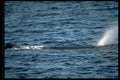 314053 Sperm Whale A4 Photo Print
