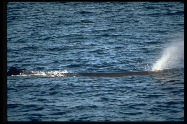 314053 Sperm Whale A4 Photo Print