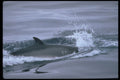 314054 Minke Whale A4 Photo Print
