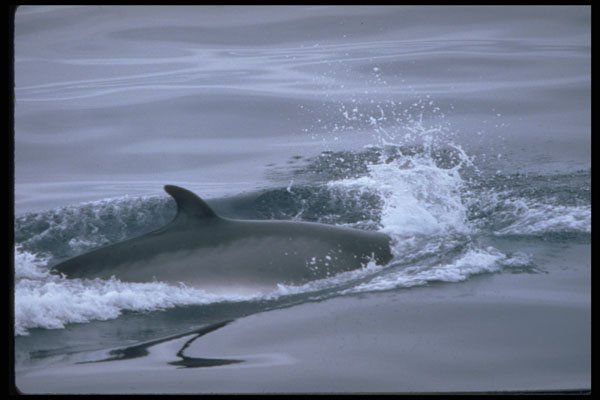 314054 Minke Whale A4 Photo Print