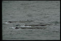 314055 Sperm Whale A4 Photo Print