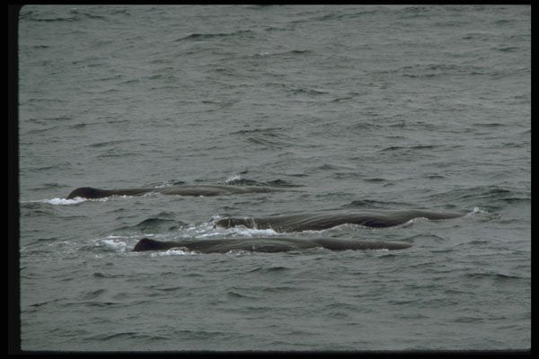 314055 Sperm Whale A4 Photo Print