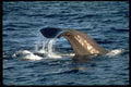 314056 Sperm Whale A4 Photo Print