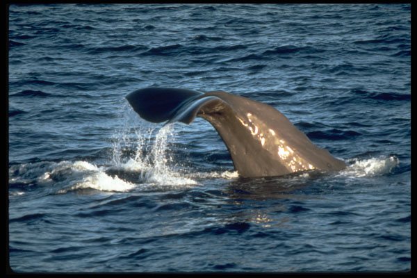 314056 Sperm Whale A4 Photo Print