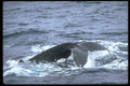 314057 Humpback Whale A4 Photo Print