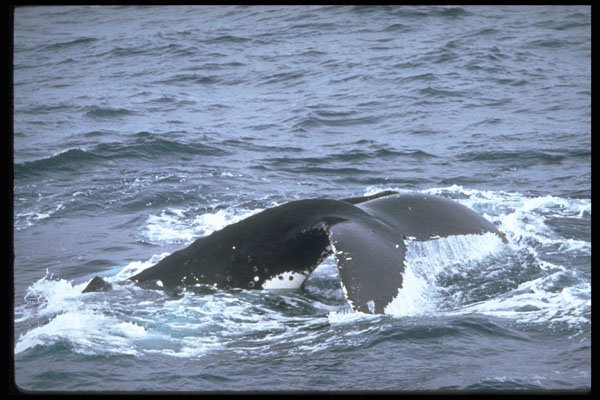 314057 Humpback Whale A4 Photo Print