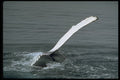 314058 Humpback Whale A4 Photo Print