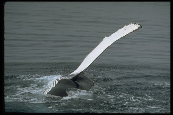 314058 Humpback Whale A4 Photo Print