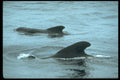 314059 Short finned Pilot Whale A4 Photo Print