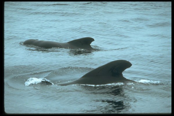314059 Short finned Pilot Whale A4 Photo Print