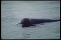 314060 Northern Bottlenose Whale A4 Photo Print