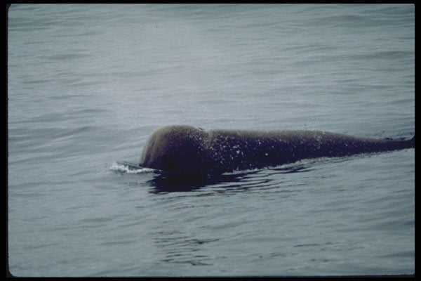 314060 Northern Bottlenose Whale A4 Photo Print