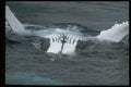 314061 Humpback Whale A4 Photo Print
