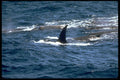 314062 Baird's Beaked Whale A4 Photo Print