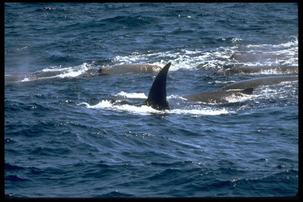 314062 Baird's Beaked Whale A4 Photo Print