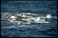 314063 Baird's Beaked Whale A4 Photo Print