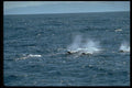 314064 Baird's Beaked Whale A4 Photo Print