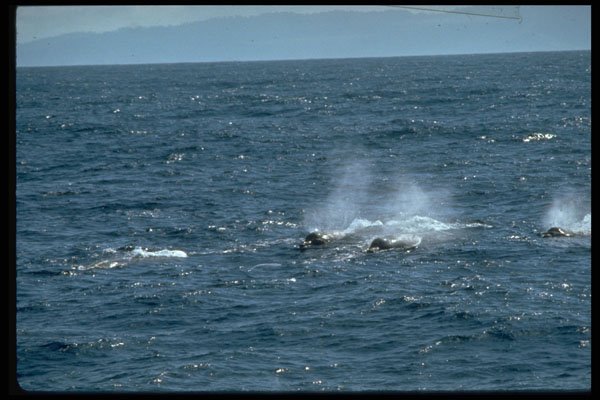 314064 Baird's Beaked Whale A4 Photo Print