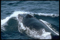 314065 Humpback Whale A4 Photo Print