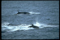 314066 Minke Whale A4 Photo Print