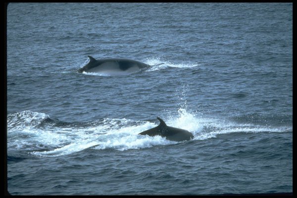 314066 Minke Whale A4 Photo Print