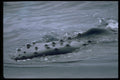 314067 Humpback Whale A4 Photo Print