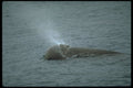314068 Northern Bottlenose Whale A4 Photo Print