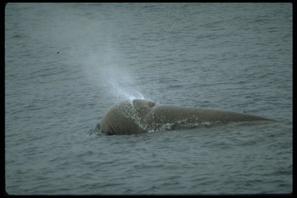 314068 Northern Bottlenose Whale A4 Photo Print