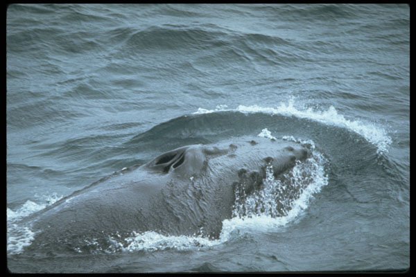 314069 Humpback Whale A4 Photo Print