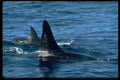314070 Killer Whale A4 Photo Print