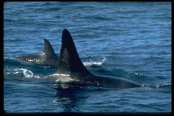 314070 Killer Whale A4 Photo Print