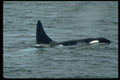 314071 Killer Whale A4 Photo Print