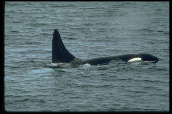 314071 Killer Whale A4 Photo Print